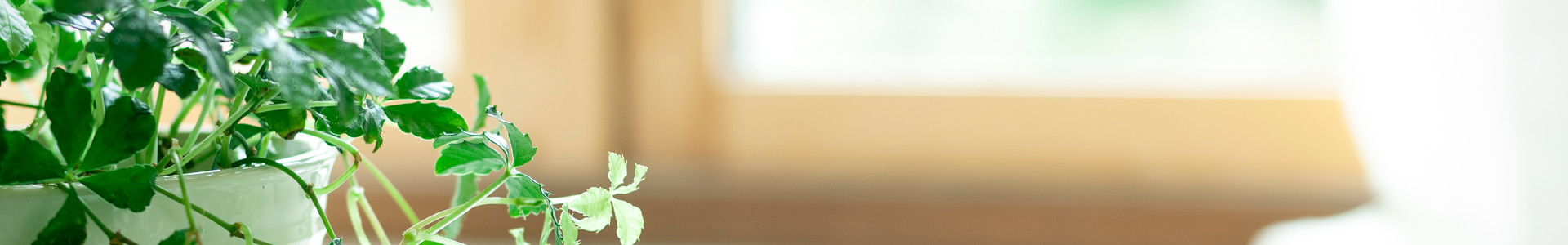 下層ページタイトルヘッダー